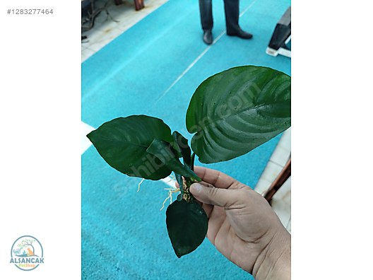 Pets & Livestock / Accessories / Fish / Aquarium Plants