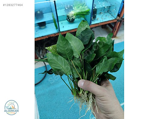 Pets & Livestock / Accessories / Fish / Aquarium Plants