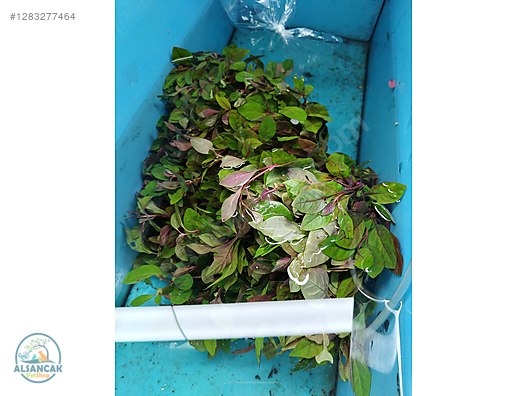 Pets & Livestock / Accessories / Fish / Aquarium Plants