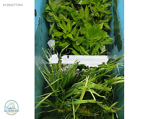 Pets & Livestock / Accessories / Fish / Aquarium Plants