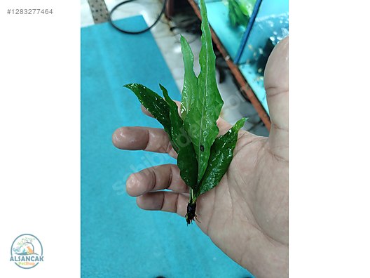 Pets & Livestock / Accessories / Fish / Aquarium Plants