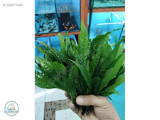 Pets & Livestock / Accessories / Fish / Aquarium Plants