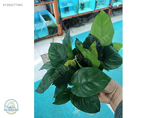 Pets & Livestock / Accessories / Fish / Aquarium Plants