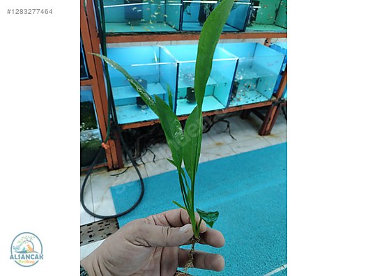 Pets & Livestock / Accessories / Fish / Aquarium Plants