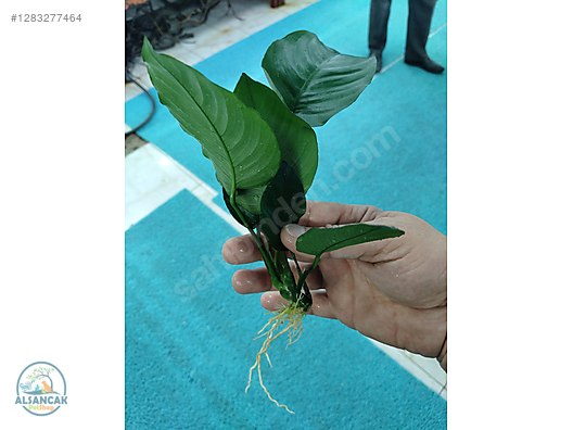 Pets & Livestock / Accessories / Fish / Aquarium Plants