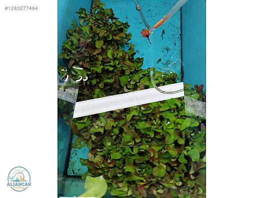 Pets & Livestock / Accessories / Fish / Aquarium Plants