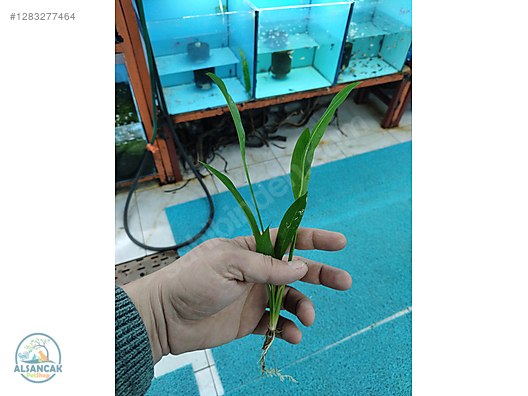 Pets & Livestock / Accessories / Fish / Aquarium Plants