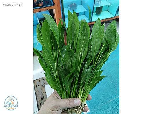 Pets & Livestock / Accessories / Fish / Aquarium Plants