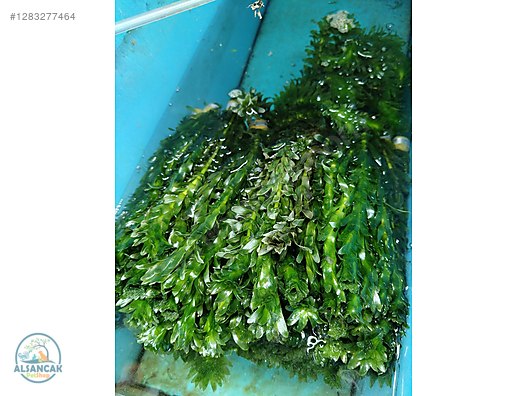 Pets & Livestock / Accessories / Fish / Aquarium Plants