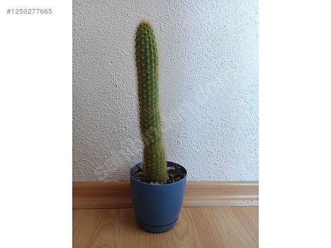 gummibaum stamm wird braun Ficus Elastica Robusta auf Stiel | 180cm