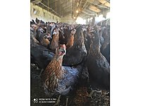 Golcuk Satilik Tavuk Cinsleri Ve Fiyatlari Sahibinden Com Da Golcuk Satilik Tavuk Cinsleri Ve Fiyatlari Sahibinden Com Da