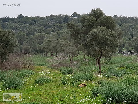 milas hisarcikta 30 000 m koye 500 m satilik zeytinlik satilik arsa ilanlari sahibinden com da 747278036