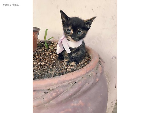Kedi Diger Irklar Eva Omurluk Yuvasini Ariyor Sahibinden Comda 861278627