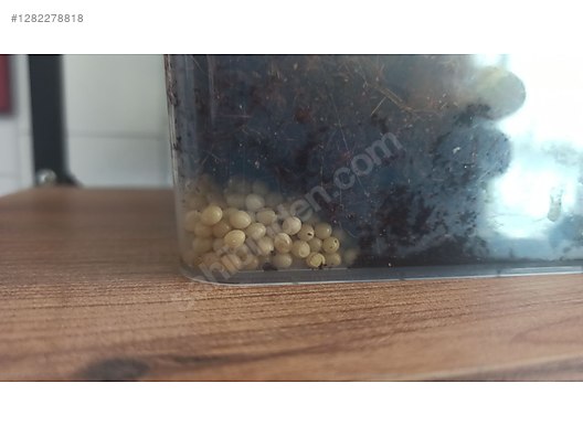 Hayvanlar Alemi / Böcekler / Diğer Türler