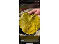 asma yaprağı tokat Erbaa