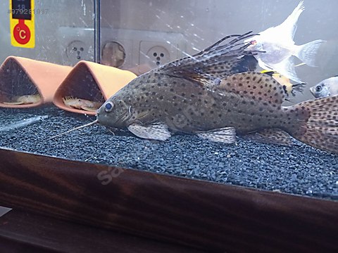 vatoz kedi baliklari komando satilik ters yuzen copcu 27cm yaninda leoapar vatozu ile birlikt sahibinden comda 979281987 vatoz kedi baliklari komando satilik ters yuzen copcu 27cm yaninda leoapar vatozu ile birlikt sahibinden comda 979281987
