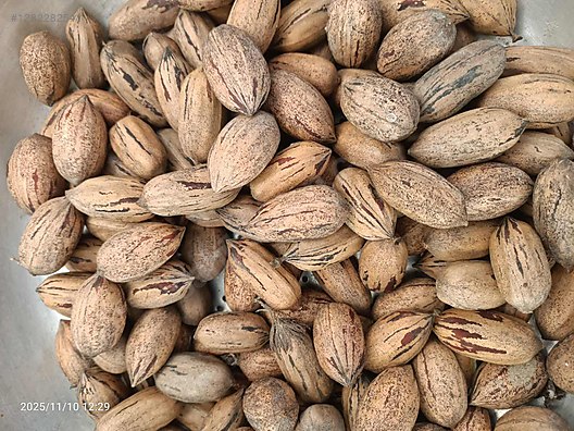 Used & Brand New Items / Foods & Feed / Dried Nuts