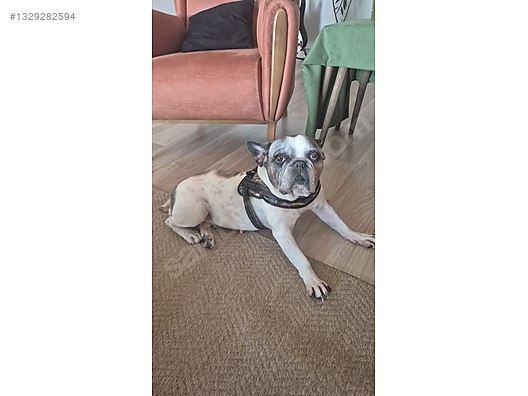 Dogs / French Bulldog / Fransiz Bull Dog on sahibinden.com