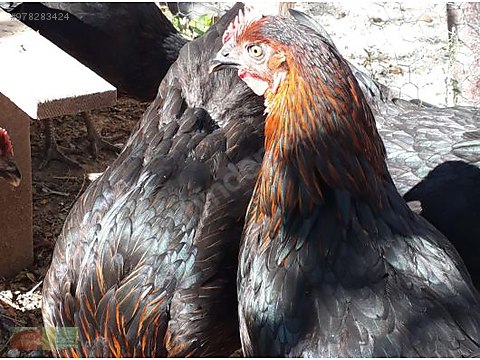 tavuk kucuk tavuk alip aylarca beklemeyin 1400 1500 gr ataks sahibinden comda 978283424