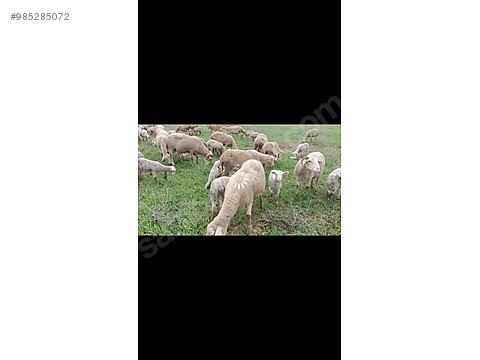 koyun kuzulu merinos koyun surusu sahibinden comda 985285072 koyun kuzulu merinos koyun surusu sahibinden comda 985285072