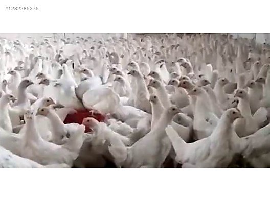 Pets & Livestock / Poultry & Fowl / Chickens