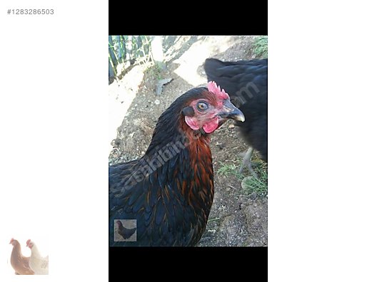 Hayvanlar Alemi / Kümes Hayvanları / Tavuk