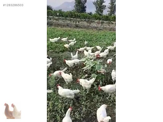 Hayvanlar Alemi / Kümes Hayvanları / Tavuk