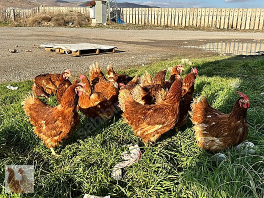 Hayvanlar Alemi / Kümes Hayvanları / Tavuk