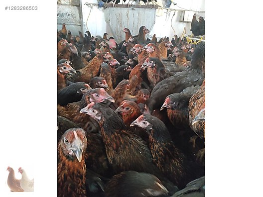 Hayvanlar Alemi / Kümes Hayvanları / Tavuk