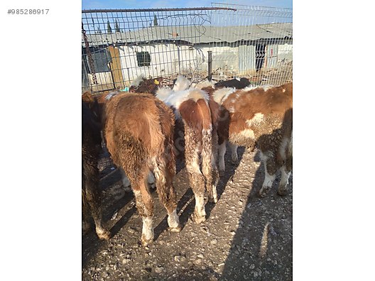 istanbul buyukcekmece kardesler et hayvanlar alemi ilanlari sahibinden com da istanbul buyukcekmece kardesler et hayvanlar alemi ilanlari sahibinden com da