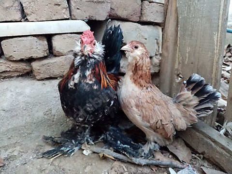 2vwtjlgapr O3m 2vwtjlgapr O3m