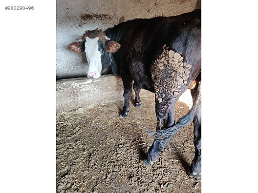 damizlik ister kurbanlik duve satilik turkiye nin ucretsiz ilan sitesi sahibinden com da 980290496 damizlik ister kurbanlik duve satilik turkiye nin ucretsiz ilan sitesi sahibinden com da 980290496