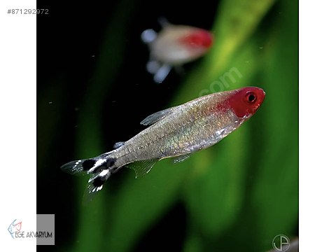 Amerikan Tetralari Diger Turler Kirmizi Burun Tetra 3 4 Cm Sahibinden Comda 871292972
