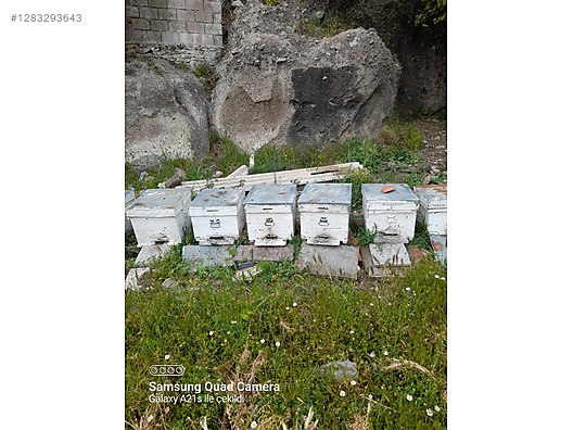 Hayvanlar Alemi / Böcekler / Arı