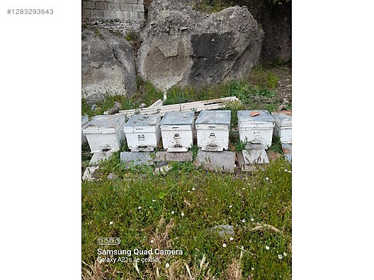 Hayvanlar Alemi / Böcekler / Arı