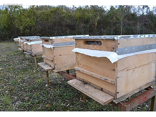 Hayvanlar Alemi / Böcekler / Arı