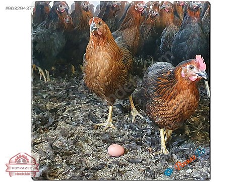 Tavuk Asili Saglikli Ciftlikten Ataks Tavuk Sahibinden Comda 968294377 Tavuk Asili Saglikli Ciftlikten Ataks Tavuk Sahibinden Comda 968294377
