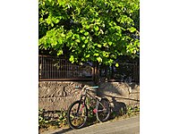 trnin en dolu o1 voidi