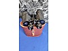 Used & Brand New Items / Cameras & Photographic Equipment / Binoculars