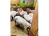 MALTEPE ADAK KURBAN SATIŞ VE KESİM YERİ KONUM ATILIR #1270297524