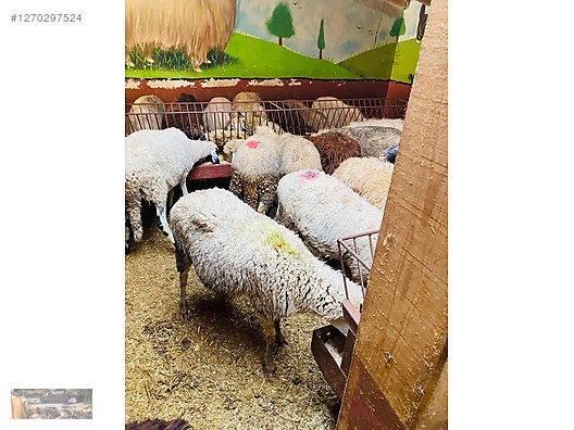 Hayvanlar Alemi / Küçükbaş Hayvanlar / Koyun