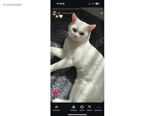 Hayvanlar Alemi / Evcil Hayvanlar / Kedi / British Shorthair