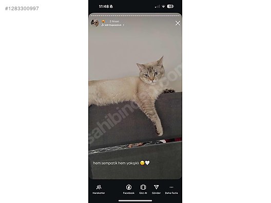 Hayvanlar Alemi / Evcil Hayvanlar / Kedi / British Shorthair