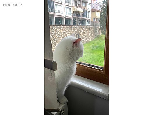 Hayvanlar Alemi / Evcil Hayvanlar / Kedi / British Shorthair