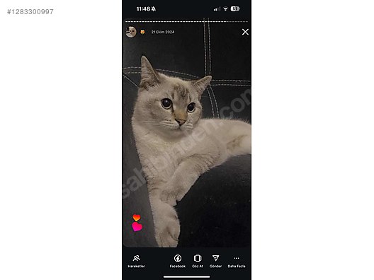 Hayvanlar Alemi / Evcil Hayvanlar / Kedi / British Shorthair