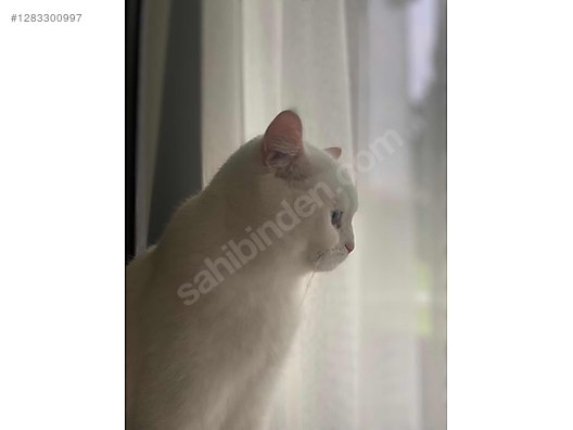 Hayvanlar Alemi / Evcil Hayvanlar / Kedi / British Shorthair