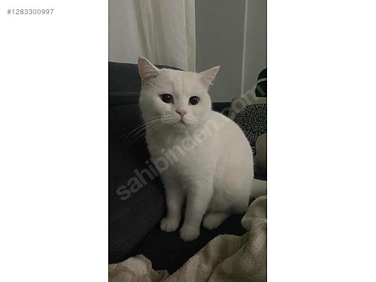 Hayvanlar Alemi / Evcil Hayvanlar / Kedi / British Shorthair