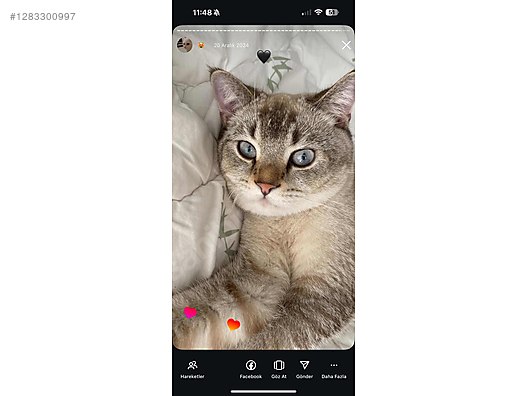 Hayvanlar Alemi / Evcil Hayvanlar / Kedi / British Shorthair