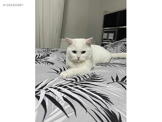 Hayvanlar Alemi / Evcil Hayvanlar / Kedi / British Shorthair