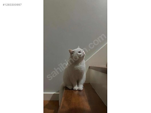 Hayvanlar Alemi / Evcil Hayvanlar / Kedi / British Shorthair